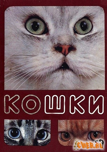 Кошки