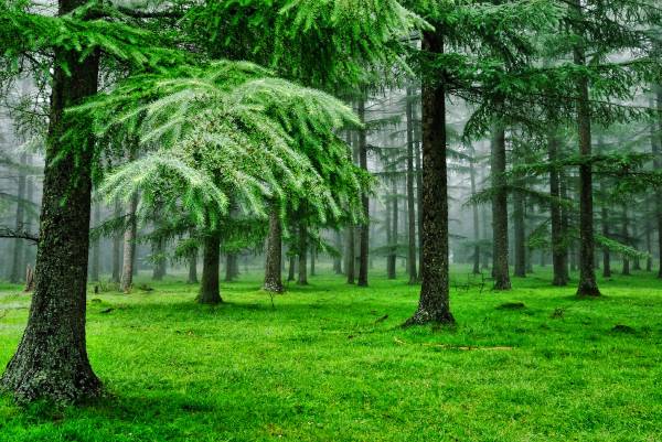 Miscellany Computer Wallpapers (Cwer.Ru)