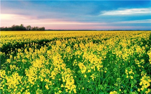 Amazing Nature HD Wallpapers