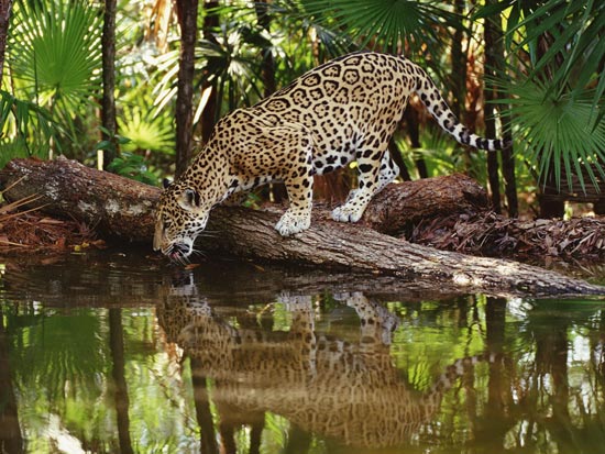 Beautiful Wild Cats Wallpapers