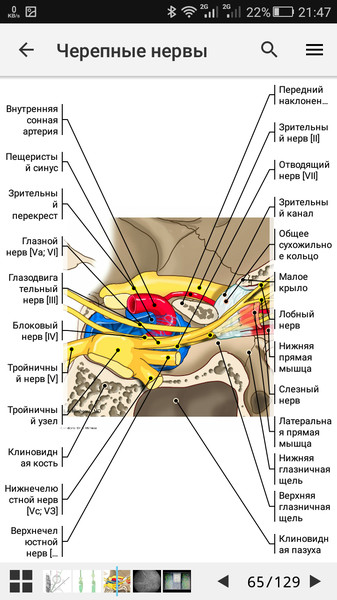 e-Anatomy6