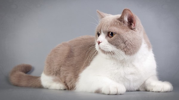 Best Mixed Wallpapers Pack #449-450