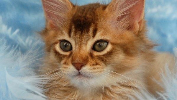 Best Mixed Wallpapers Pack #463-464