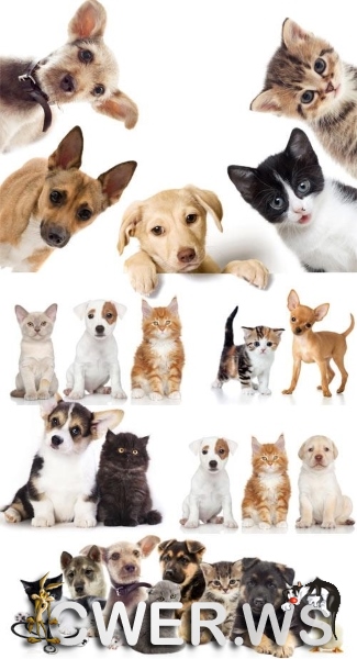 Симпатичные котята и щенки