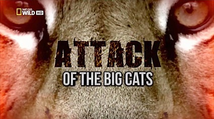 Атака больших кошек