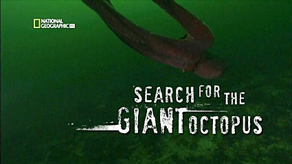 В поисках гигантского осьминога